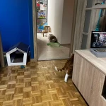 pomoce domowe - zdjęcie ogłoszenia Szukamy pomocy domowej w Gdańsk, Przymorze Wielkie