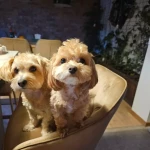 pomoce domowe - zdjęcie ogłoszenia Szukamy osoby na stałe