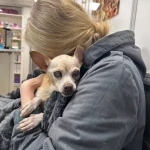 pomoce domowe - zdjęcie ogłoszenia Potrzebna pomoc domowa