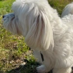 pomoce domowe - zdjęcie profilowe użytkownika Julia S.