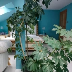 pomoce domowe - zdjęcie ogłoszenia Szukam osoby do pomocy