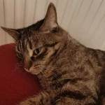 pomoce domowe - zdjęcie profilowe użytkownika Oleksandra L.