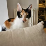 pomoce domowe - zdjęcie profilowe użytkownika Karolina K.