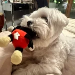 pomoce domowe - zdjęcie ogłoszenia Potrzebna osoba do pomocy domowej