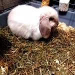 pomoce domowe - zdjęcie profilowe użytkownika Paulina M.