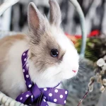 pomoce domowe - zdjęcie profilowe użytkownika Aleksandra W.
