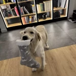 pomoce domowe - zdjęcie ogłoszenia Szukamy pomocy domowej do naszego domu w Walendowie