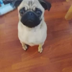 pomoce domowe - zdjęcie profilowe użytkownika Paulina B.