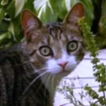 pomoce domowe - zdjęcie profilowe użytkownika Anna D.