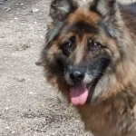 pomoce domowe - zdjęcie profilowe użytkownika Alicja L.