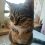 pomoce domowe - zdjęcie profilowe użytkownika Marta O.