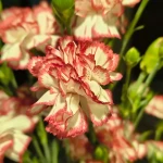 pomoce domowe - zdjęcie profilowe użytkownika Beata P.