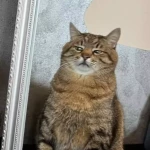 pomoce domowe - zdjęcie profilowe użytkownika Emilia B.