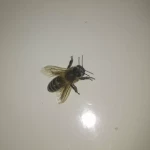 pomoce domowe - zdjęcie profilowe użytkownika Gabriela T.