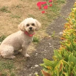 pomoce domowe - zdjęcie ogłoszenia Poszukuję pomocy dla taty na 4 dni, lekkie sprzątanie i gotowanie