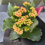 pomoce domowe - zdjęcie ogłoszenia Potrzebna osoba do pomocy domowej