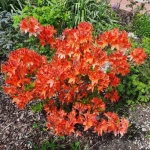 pomoce domowe - zdjęcie profilowe użytkownika Brygida G.