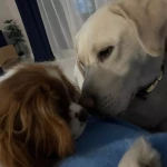 pomoce domowe - zdjęcie profilowe użytkownika Katarzyna K.