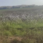 pomoce domowe - zdjęcie ogłoszenia Pomoc Domowa Sosnowiec, Dańdówka