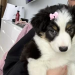 pomoce domowe - zdjęcie profilowe użytkownika Tetiana B.