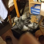 pomoce domowe - zdjęcie ogłoszenia Poszukiwana gosposia Warszawa, Ursynów