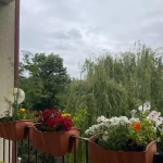 pomoce domowe - zdjęcie ogłoszenia Szukam pomocy dla seniorki w Zielonej Górze