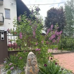 pomoce domowe - zdjęcie ogłoszenia Poszukujemy pomocy domowej 2 dni w tyg. Marciszów