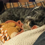 pomoce domowe - zdjęcie ogłoszenia Poszukiwana gosposia Warszawa, Ursynów