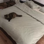 pomoce domowe - zdjęcie ogłoszenia Zatrudnię pomoc domową - Poznań, Żegrze, Osiedle Stare Żegrze