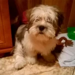 pomoce domowe - zdjęcie profilowe użytkownika Marika F.