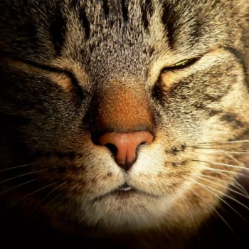 Pomoc domowa: Kasia K.