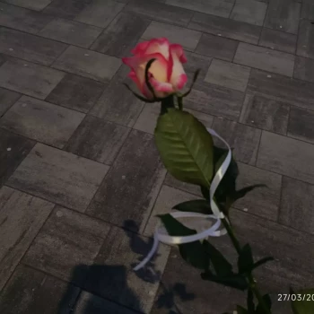 Pomoc domowa: Agnieszka K.