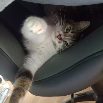 Pomoc domowa: Hanna B.