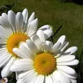 Pomoc domowa: Agata X.