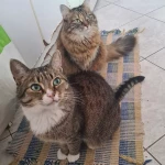 opieka seniora - zdjęcie ogłoszenia Szukam opieki do starszego mężczyzny, Piaseczno