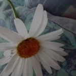 opieka seniora - zdjęcie profilowe użytkownika Beata R.