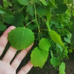 opieka seniora - zdjęcie ogłoszenia Potrzebna opieka - Gdańsk