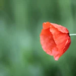 opieka seniora - zdjęcie ogłoszenia Pomoc domowa dla seniorki - Gdynia, Dąbrowa