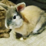opieka seniora - zdjęcie profilowe użytkownika Anna K.