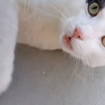 opieka seniora - zdjęcie profilowe użytkownika Iwona S.