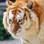 opieka seniora - zdjęcie profilowe użytkownika Sylwester K.