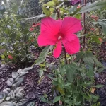 opieka seniora - zdjęcie ogłoszenia Pomoc przy opiece