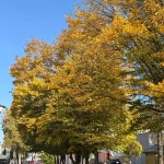 opieka seniora - zdjęcie ogłoszenia Opieka nad osobą starszą - Łapy Plonka 