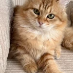 opieka seniora - zdjęcie ogłoszenia Potrzebna opieka - Wrocław