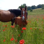 opieka seniora - zdjęcie profilowe użytkownika Bożena L.