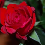 opieka seniora - zdjęcie profilowe użytkownika Ewa S.