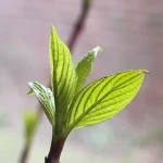 opieka seniora - zdjęcie ogłoszenia Poznań, Wilda - opiekun seniora