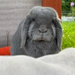 opieka seniora - zdjęcie profilowe użytkownika Anna F.