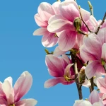 opieka seniora - zdjęcie profilowe użytkownika Alina K.