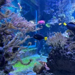 opieka seniora - zdjęcie ogłoszenia Opieka nad osobą po operacji bypassów - Opole